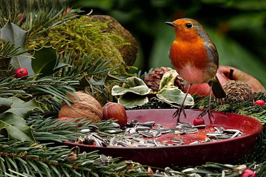 Feeding Garden Birds In Harsh Weather