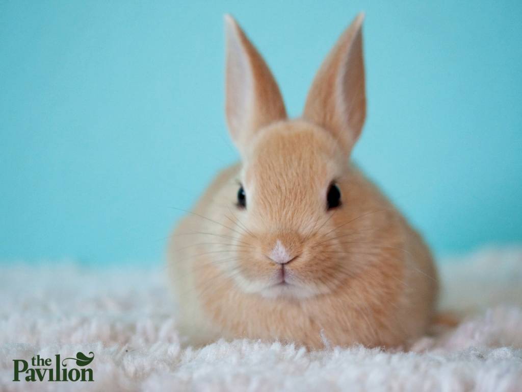 Easter Decor Ideas At The Pavilion Garden Centre
