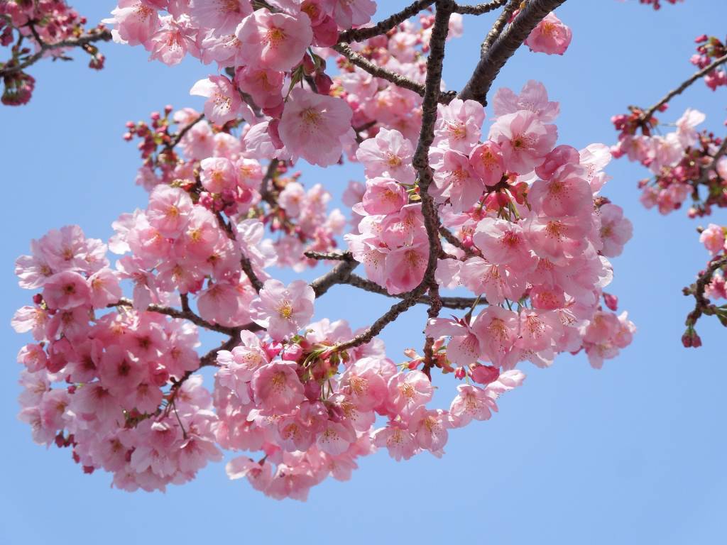 What Is The Hanami Festival?