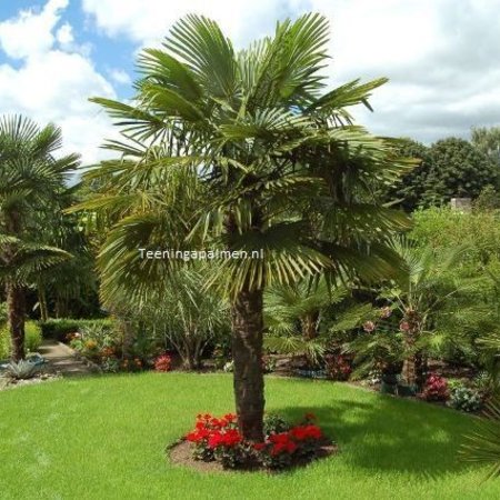 palmen-trachycarpus-fortunei-chusan-palm