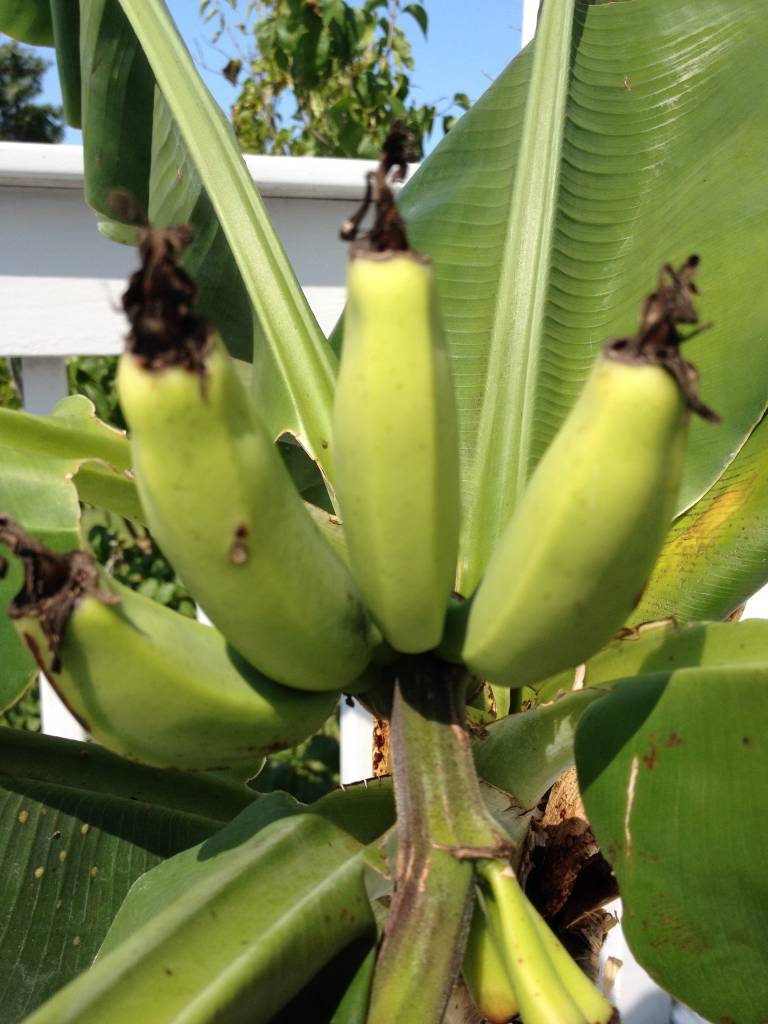 De bananenplant wordt ook wel Musa, bananenboom of dwergbanaan genoemd