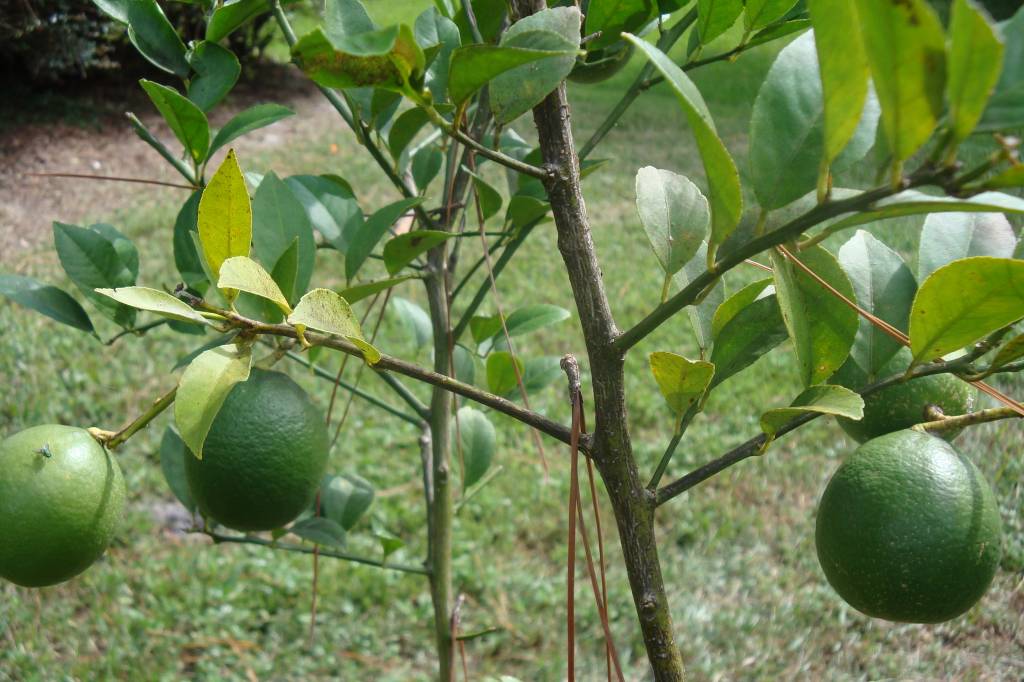 Limoenboom Citrus Aurantifolia Limoen Kopen Teeninga Palmen