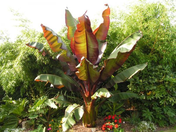 Bananen plants Rode bananen plant - Ensete ventricosum Maurellii kopen