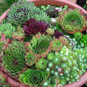 Tropische Tuinplanten Winterharde Vetplant - Sempervivum Kopen