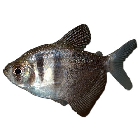 Gymnocorymbus ternetzi