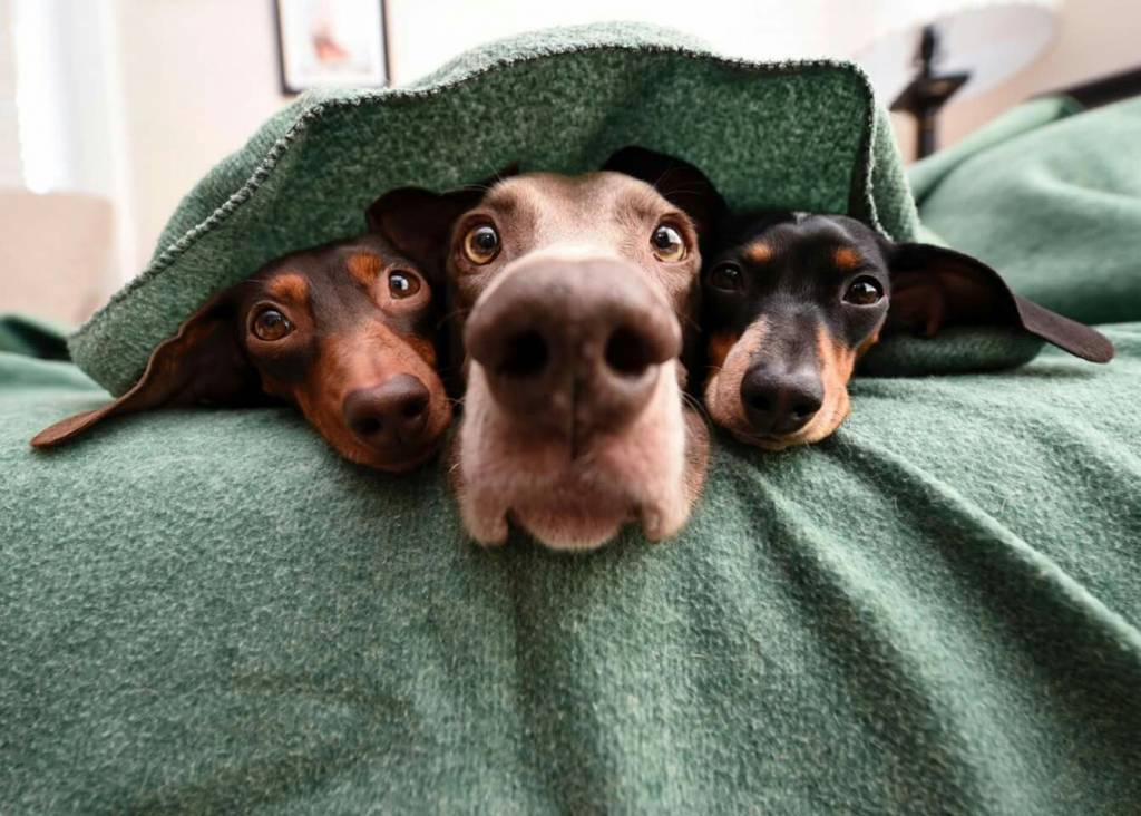 Bitte lächeln: So gelingt das Fotografieren von Hunden garantiert.