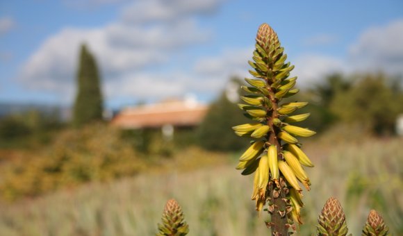 Aloë vera in Santaverde verzorgingsproducten