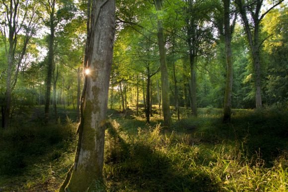 Boho verantwoord bosbeheer