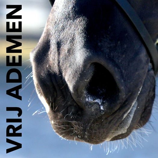 Mijn paard hoest. Wat te doen?