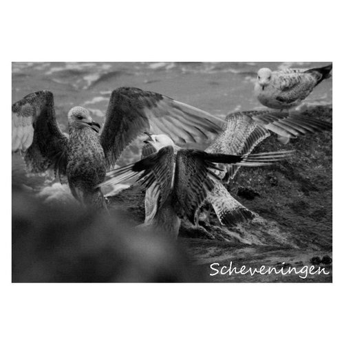 Ivooosterbaan Ivooosterbaan Scheveningen Vogels Postkaart Ivooosterbaan Ivooosterbaan Scheveningen Vogels Postkaart