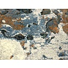Karpet Anthony 7656