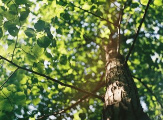 Probiotika und geistige Gesundheit: Verbindung zwischen Darm und Gehirn
