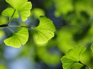 Ginkgo biloba: Natuurlijke boost voor je hersenen en focus