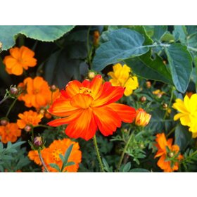 Schmuckkörbchen  'Ladybird' - Cosmos sulphureus