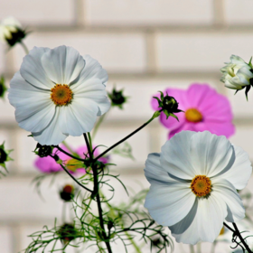 Schmuckkörbchen 'Sensation Mix' - Cosmea