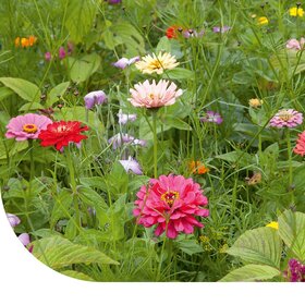 Schnittblumenmischung - einjährig