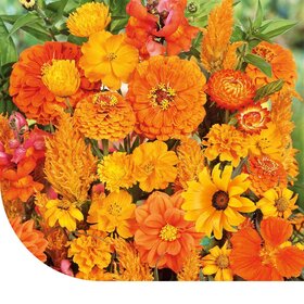 Sommerblumen Orange Farbtöne Mix