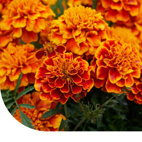 Studentenblume 'Bonita' - Tagates