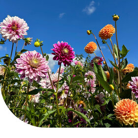 Dahlie Variabilis - Rigoletto gemischt