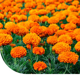 Studentenblume 'Sunset Giants' - Tagates erecta