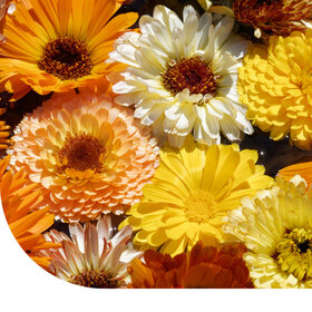 Ringelblume 'Pacific Beauty' - gemischt