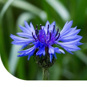 Kornblume - Centaurea cyanus