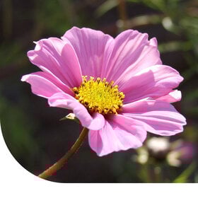 Schmuckkörbchen  'Daydream' - Cosmos bipinnatus