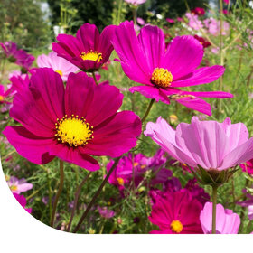 Schmuckkörbchen ‘Dwarf Sensation’ - Cosmos bipinnatus