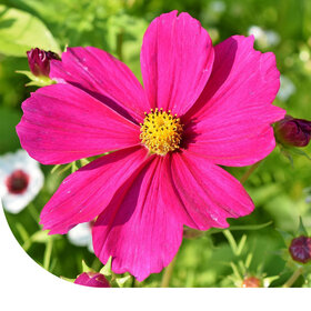 Schmuckkörbchen 'Dazzler' - Cosmos bipinnatus