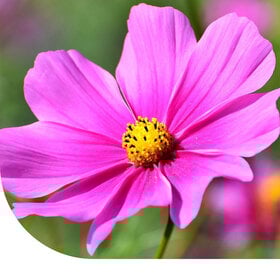 Schmuckkörbchen  'Pinkie' - Cosmos bipinnatus