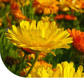 Ringelblume 'Fiesta Gitana' gemischt - Calendula
