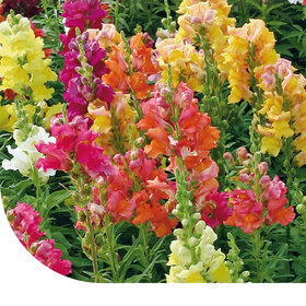 Löwenmäulchen (gemischt) - Antirrhinum majus