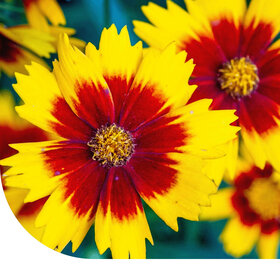 Mädchenaugen - Coreopsis 'Bicolor'