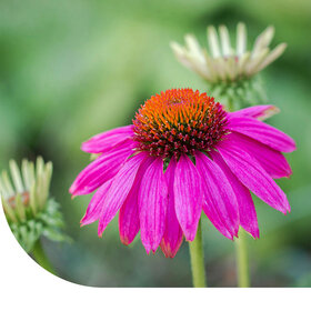 Purpur-Sonnenhut - Echinacea purpurea