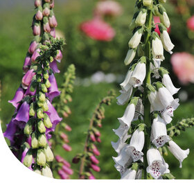 Fingerhut Mischung - Digitalis Purpurea